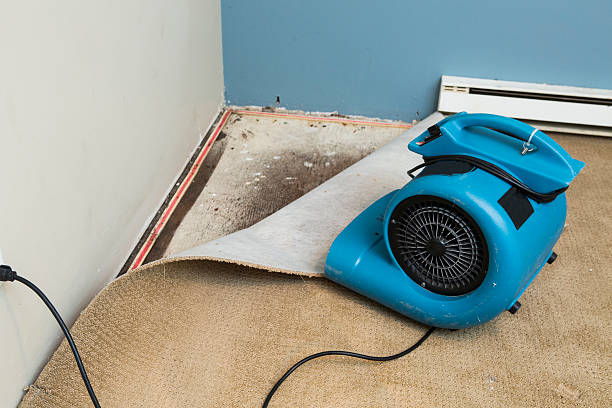 Best Professional water damage repair  in Lake Mary Jane, FL